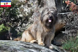 Read more about the article Criadores de Gos d’Atura Catalá e cachorros em Mecklenburg-Vorpommern