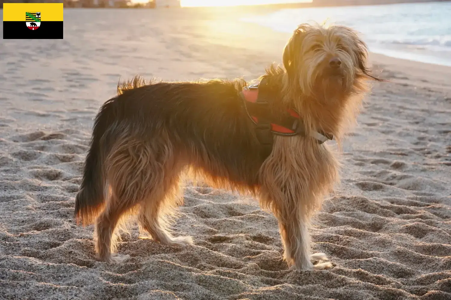 Read more about the article Criadores de Gos d’Atura Catalá e cachorros na Saxónia-Anhalt