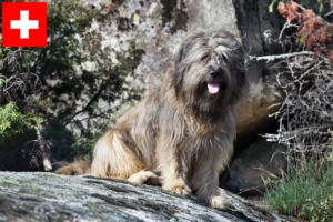 Read more about the article Gos d’Atura Catalá criadores e cachorros na Suíça