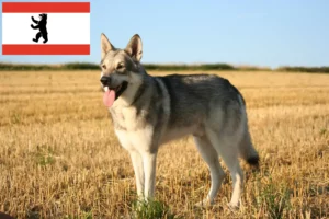 Read more about the article Criadores de cães de lobo Saarloos e cachorros em Berlim