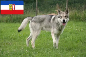 Read more about the article Saarloos Wolfhound criadores e cachorros em Schleswig-Holstein