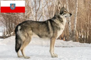 Read more about the article Criadores de cães-lobo de Saarloos e cachorros na Turíngia