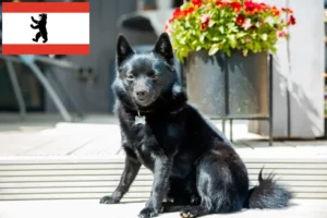 Read more about the article Criadores de Schipperke e cachorros em Berlim