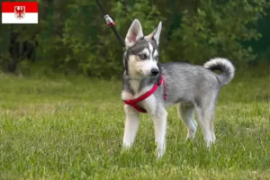 Read more about the article Criador de Alaskan Klee Kai e cachorros em Brandenburg