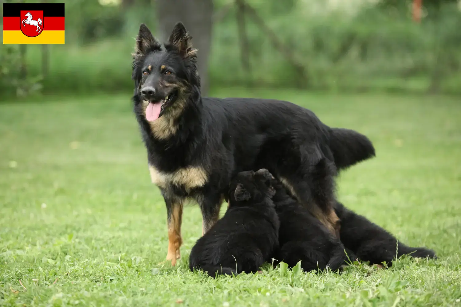 Read more about the article Criadores de Chodský pes e cachorros na Baixa Saxónia