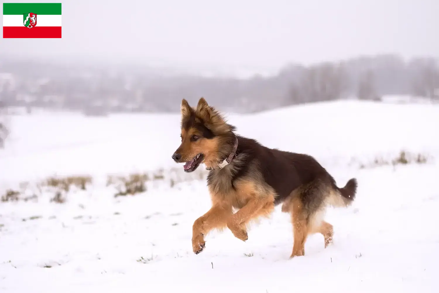 Read more about the article Criadores de Chodský pes e cachorros na Renânia do Norte-Vestefália