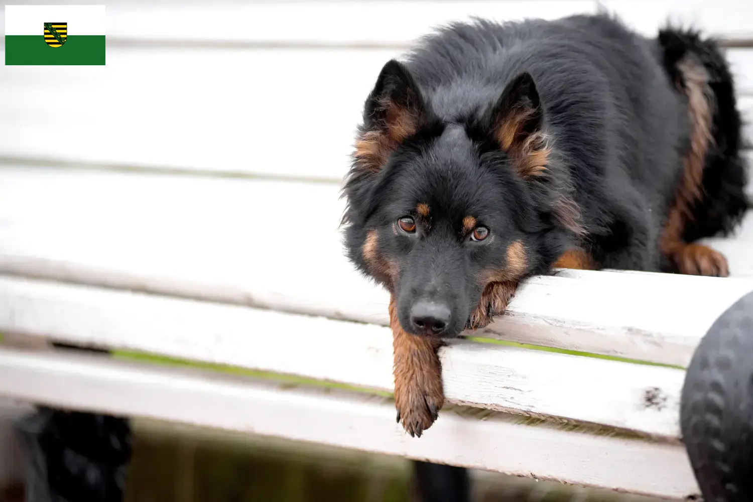 Read more about the article Criadores de Chodský pes e cachorros na Saxónia