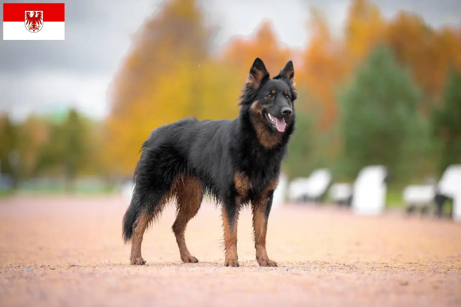 Read more about the article Criadores de Chodský pes e cachorros em Brandenburg