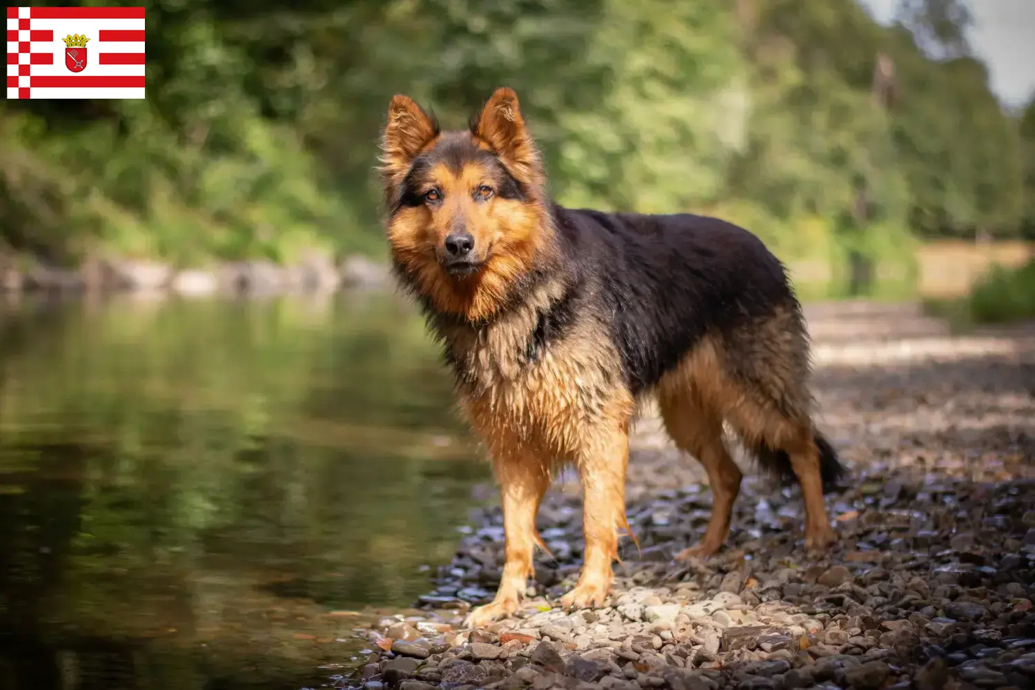 Read more about the article Criadores de Chodský pes e cachorros em Bremen