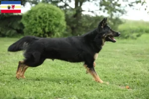 Read more about the article Criadores de Chodský pes e cachorros em Mecklenburg-Vorpommern